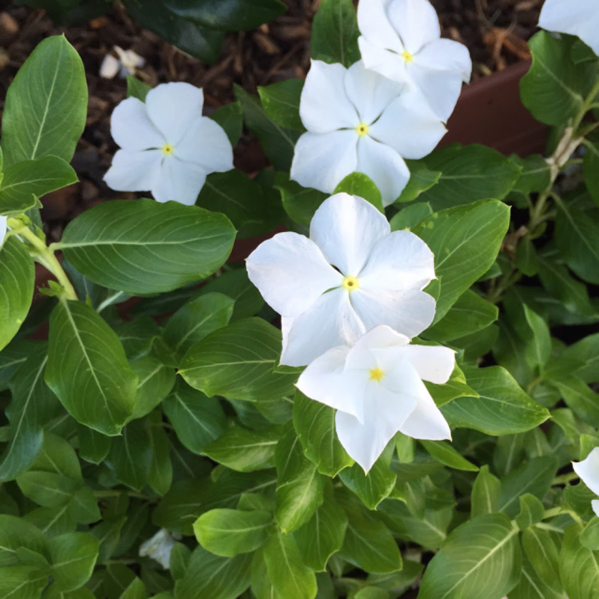 Vinca Rosea