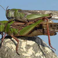 C'è un po' di bel verde sulle locuste.....basterà? di 