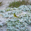 Rock Parrot