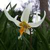 Fawn Lily