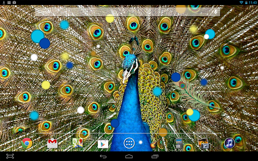 免費下載個人化APP|Birds Peacock LWP Free app開箱文|APP開箱王