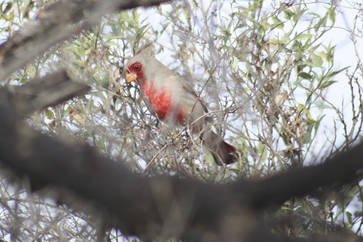 Pyrrhuloxia