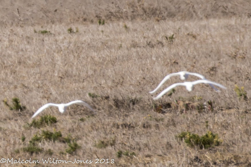 Cattle Egret