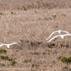 Cattle Egret