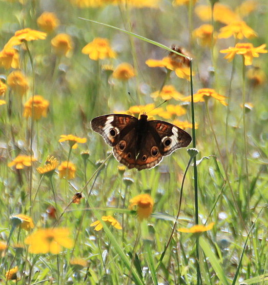 Common Buckeye