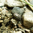 Pill Bug