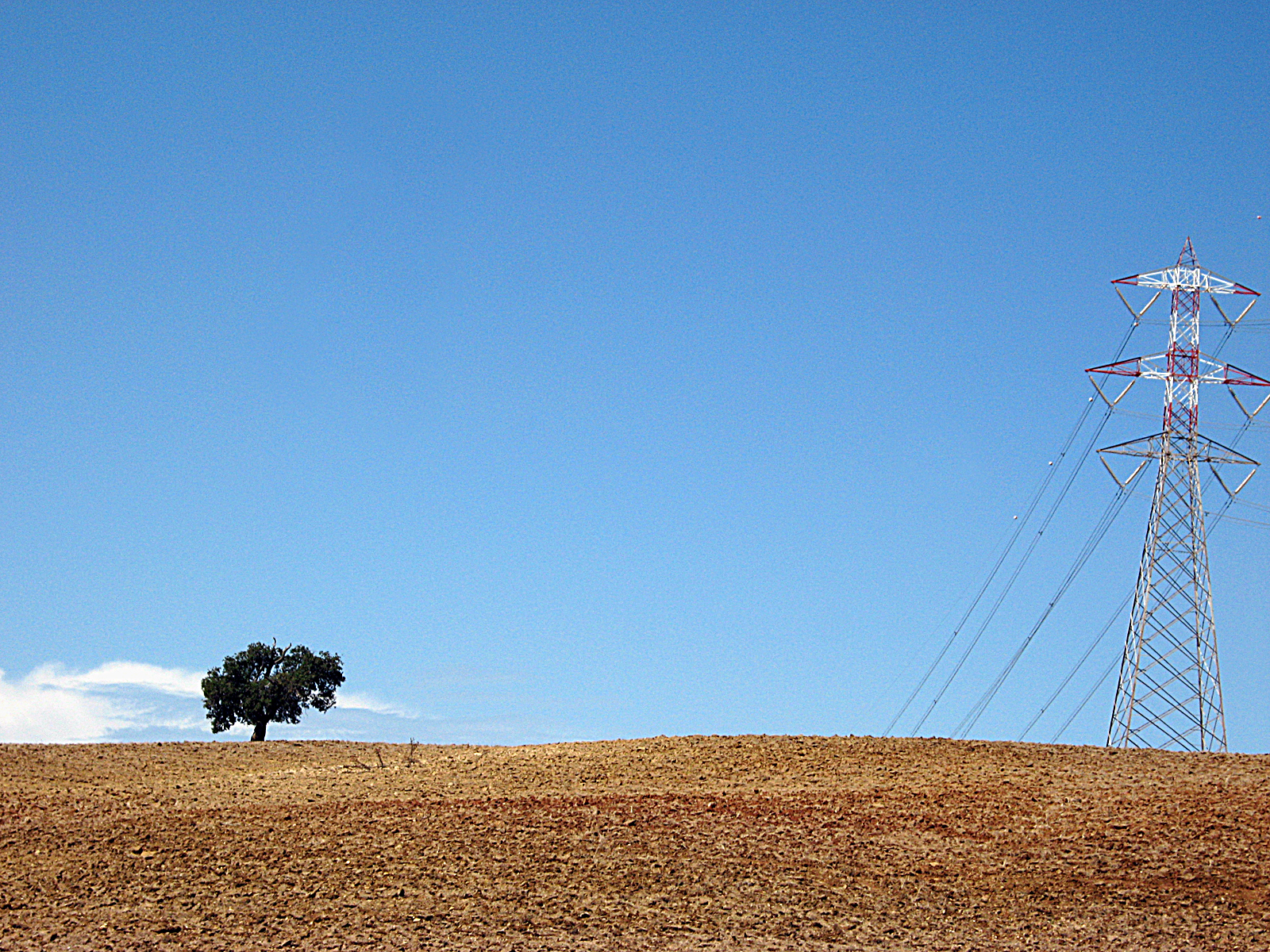 alberi solitari di nicoletta lindor