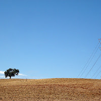 alberi solitari di 