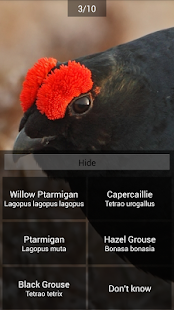 BirdID(圖5)-速報App
