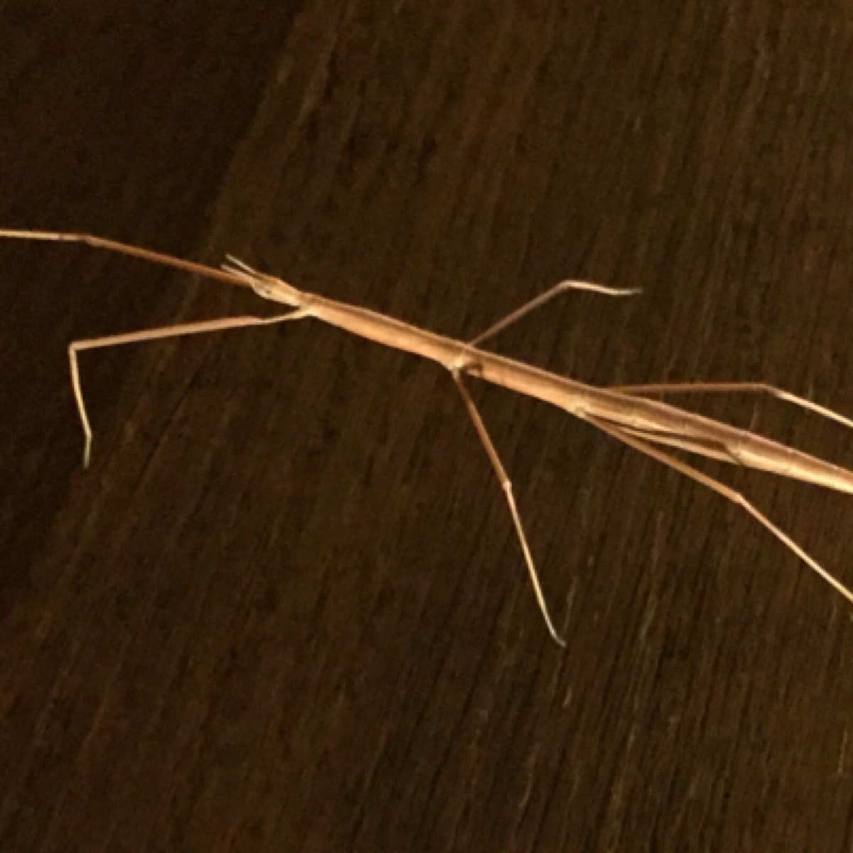 Colorado Short-horn Walkingstick