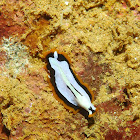 Flatworm