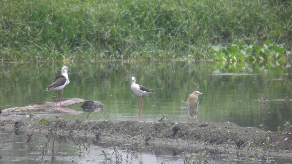 Black-winged stilt