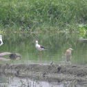 Black-winged stilt