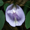 Atlantic Pigeonwings / Butterfly-pea