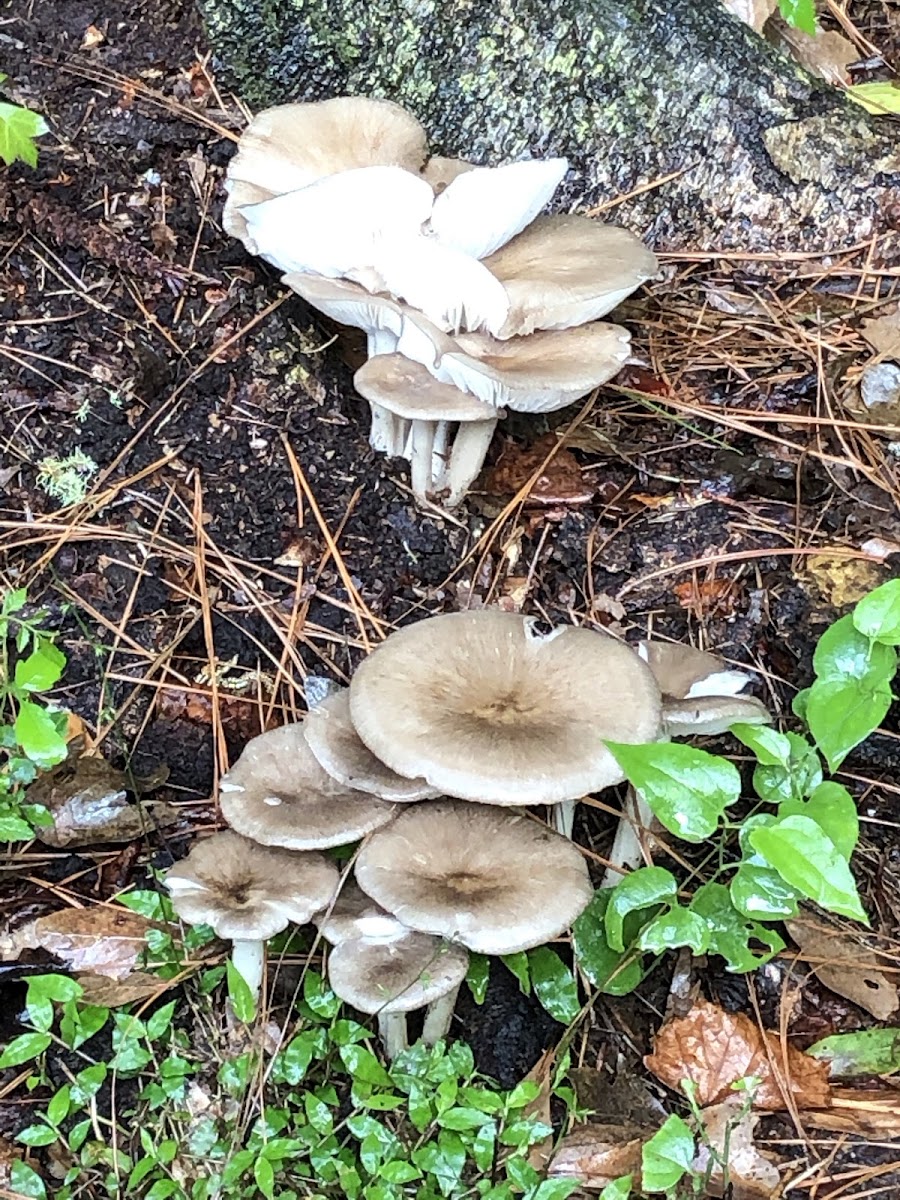 Mushroom Clumps