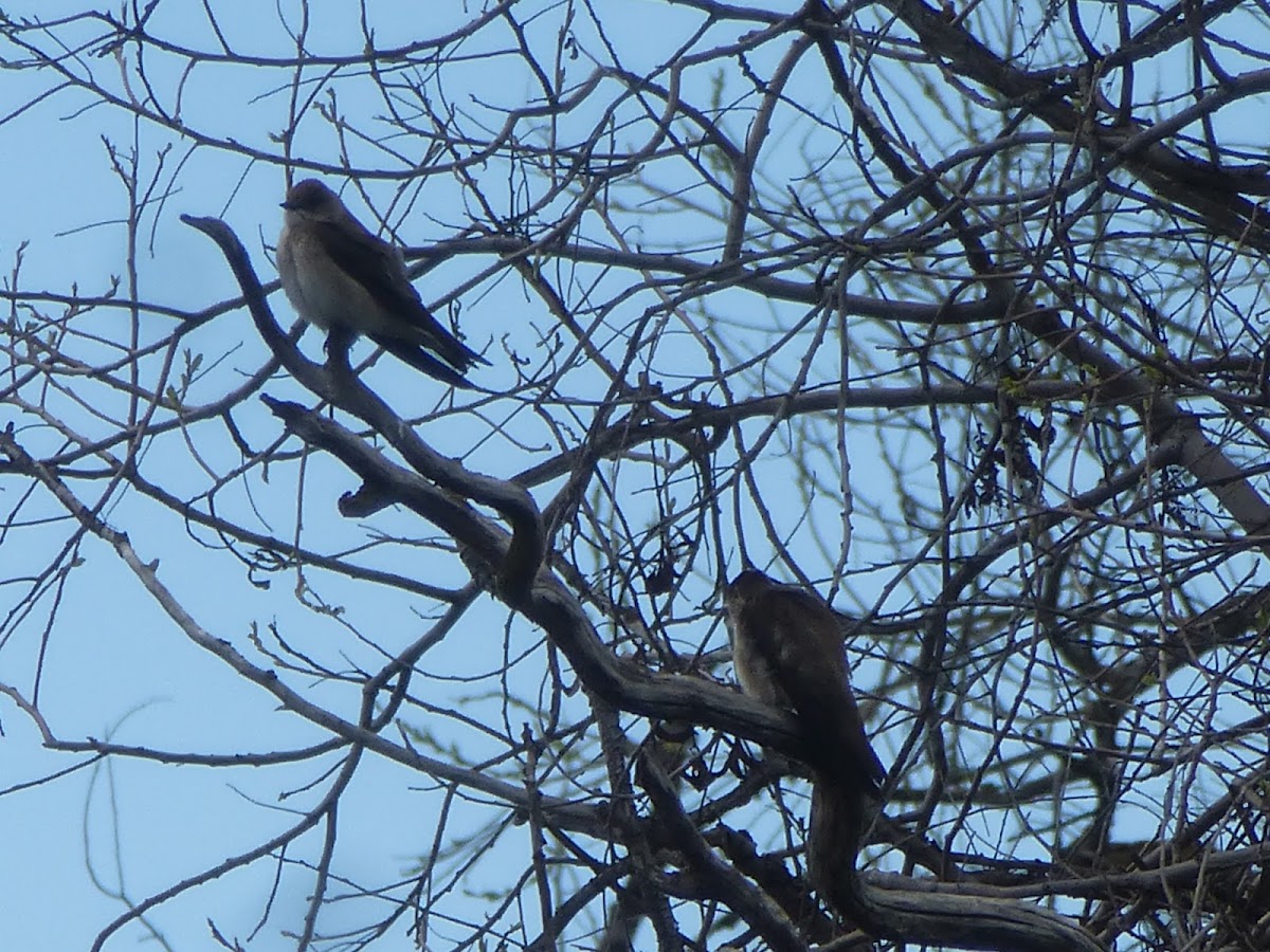 Northern rough winged swallow