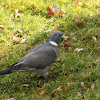 Common Wood Pigeon