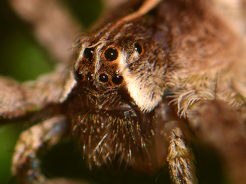 Nursery Web Spider