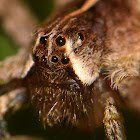 Nursery Web Spider