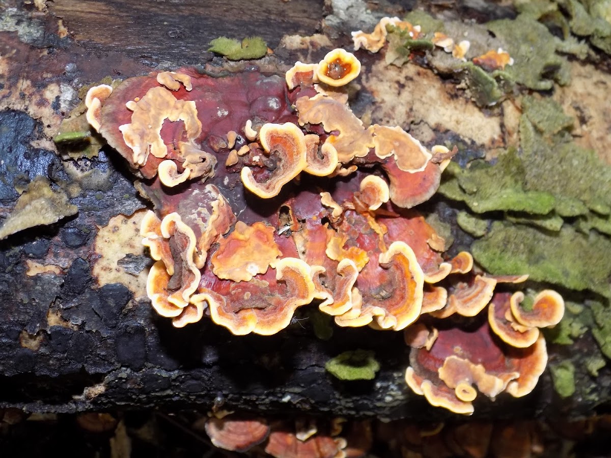 Turkey tail