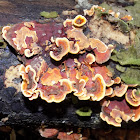 Turkey tail