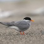 Black-fronted Tern