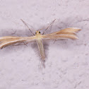 Pterophorus pentadactyla