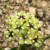 Green Antelope Horn Milkweed