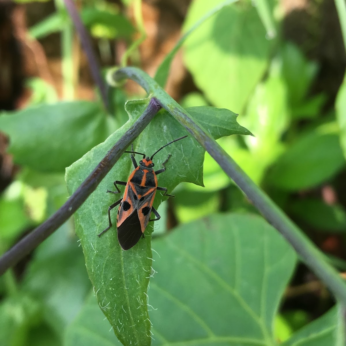 Milkweed Bug