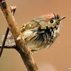 Ruby-crowned kinglet