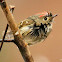 Ruby-crowned kinglet