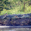 Nile crocodile