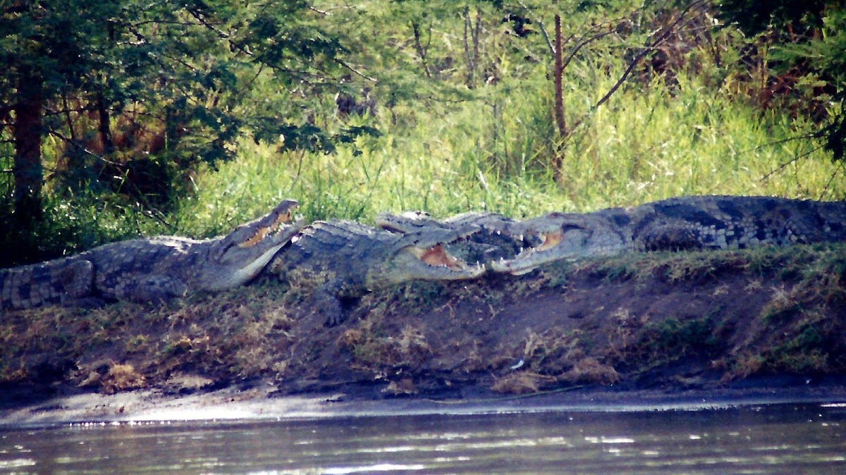 Nile crocodile