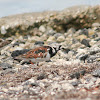 Ruddy Turnstone