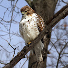 Red-tailed Hawk