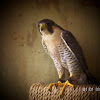 Peregrine Falcon