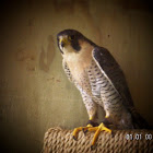 Peregrine Falcon