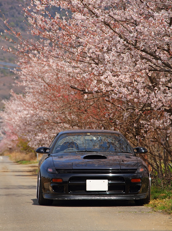 セリカの桜・桜と愛車・桜とクルマに関するカスタム事例の投稿画像1枚目