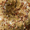 Thumbnail For Spoon Topping Over The Cake And Sprinkle Nuts.