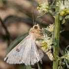 Heliothis moths