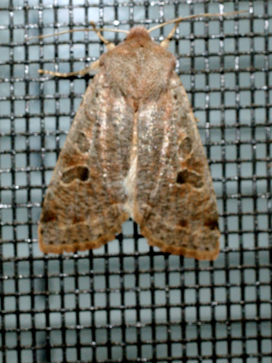 Speckled Green Fruitworm Moth