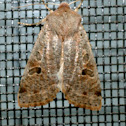 Speckled Green Fruitworm Moth