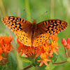 Great Spangled Fritillary Butterfly