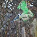 Eurasian blue tit