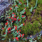 red hat lichen