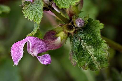 Lamium maculatum