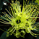 Golden Penda  (Xanthostemon Chrysanthus)