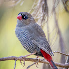 Beautiful Firetail