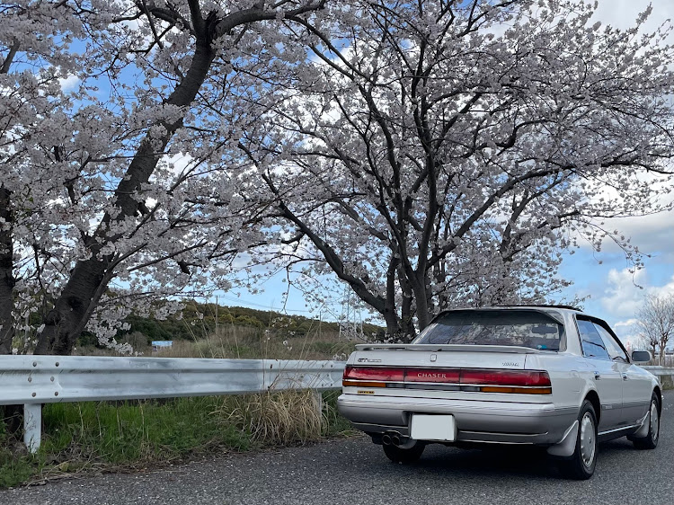 チェイサーのサクラと愛車・桜とコラボ・自美研ミーティング・純正オプションに関するカスタム事例の投稿画像2枚目