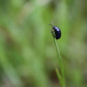 Leaf Beetle